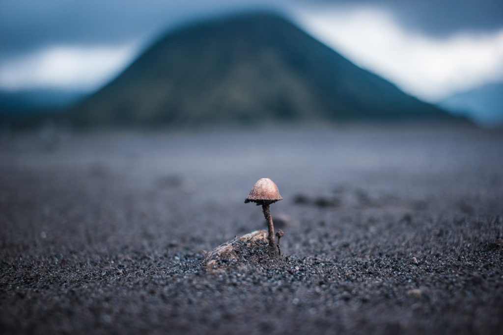 Tiny mushroom growing before big mountain
