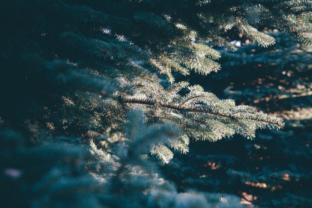 Pine trees in the wood, close up of branches