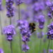 bee on lavender heads, close up photo